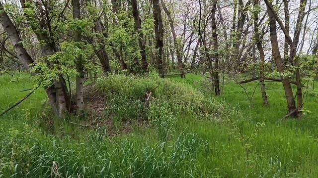 Весна в лесу на Кубани! 25.04.2025г. #Кубань#природа#лес#весна