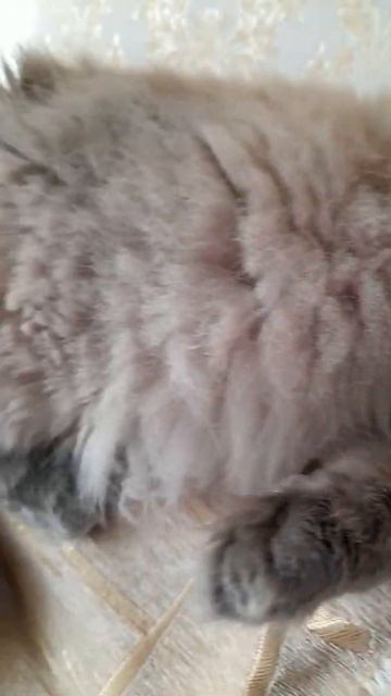 Умиление... Чихуахуа Пулька, шотландская кошка Буня и шиншилла Боцман. 15.05.2022. смотреть онлайн