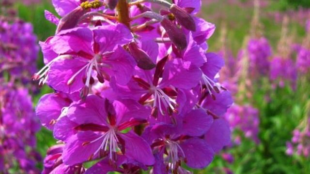 Рецепты блюд от Анастасии в привычном питании/ "Лесная кулинария" смотреть онлайн