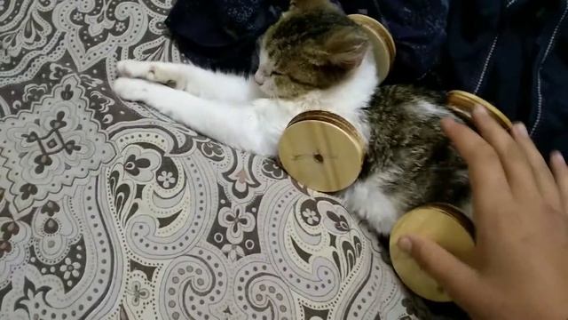Самодельная машина из кошки смотреть онлайн