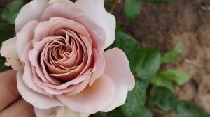 Роза "Кафе Латте" 2024