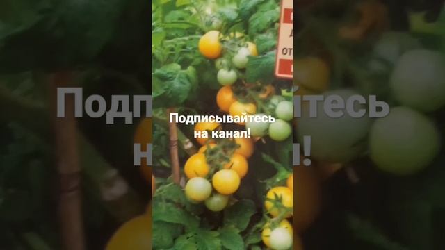 🍅  КАКИЕ ТОМАТЫ ХОРОШО ПЛОДОНОСЯТ НА ПОДОКОННИКЕ!