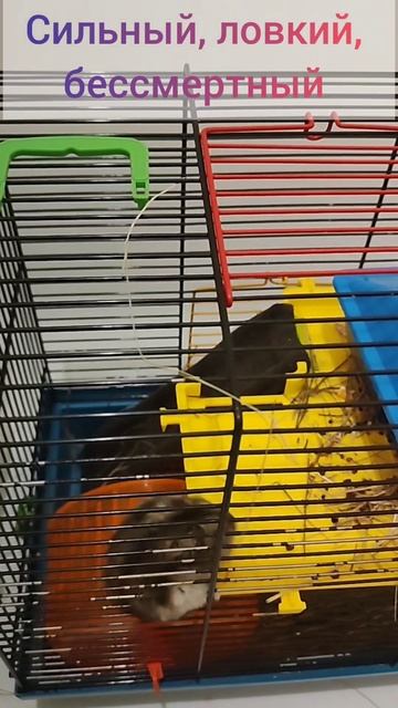 бессмертный хомяк #лайк #животные #like #animals смотреть онлайн