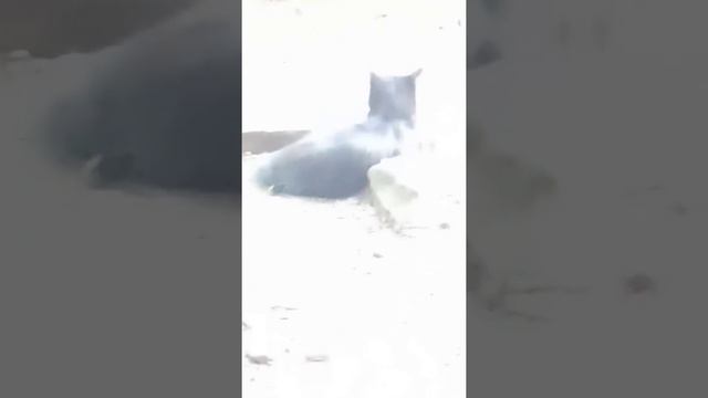 Дом со львами смотреть онлайн