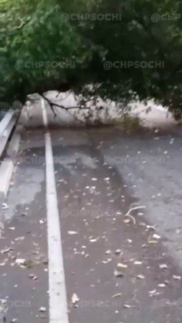 Дерево на трассе Джубга Сочи смотреть онлайн