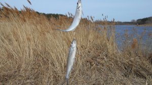 Юрманский залив весной
Рыбалка на заливе