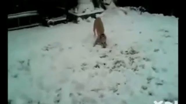 Эти невероятные собаки! смотреть онлайн