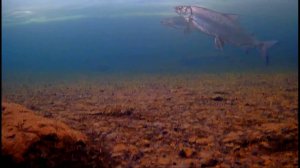 Рыбалка на реке. Погоня за трофеем. Подводные съёмки.