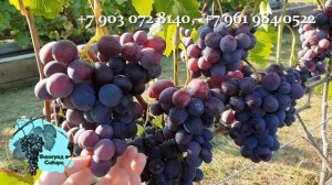 #Виноград Подарок Несветая