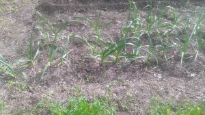 VID_20250425_091231.mp4