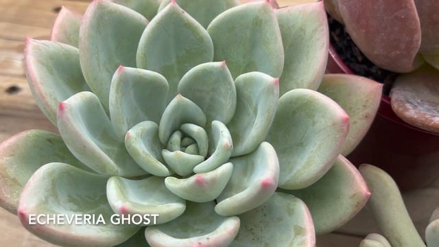 I Went Succulent Shopping // *This Is What I Got* смотреть онлайн
