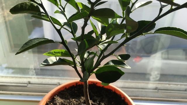 Indoor Orange Tree ... has THORNS! смотреть онлайн