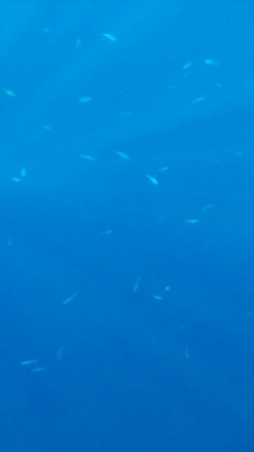 кораллы Charmillion club resort 5* смотреть онлайн