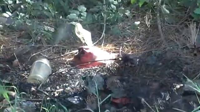Майже добу горить ліс! смотреть онлайн