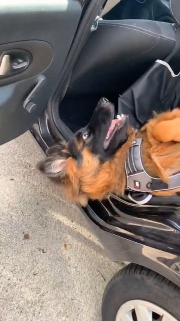 short #shortvideo #shorts #shortsvideo Ce feignant 藍藍#flemard #bergerallemand #mdr #... смотреть онлайн