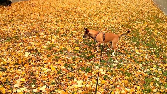 Dog In Park Attacks Mole