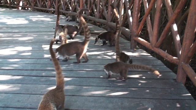 Коати смотреть онлайн