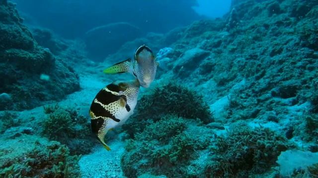 Canthigaster à selles noires смотреть онлайн