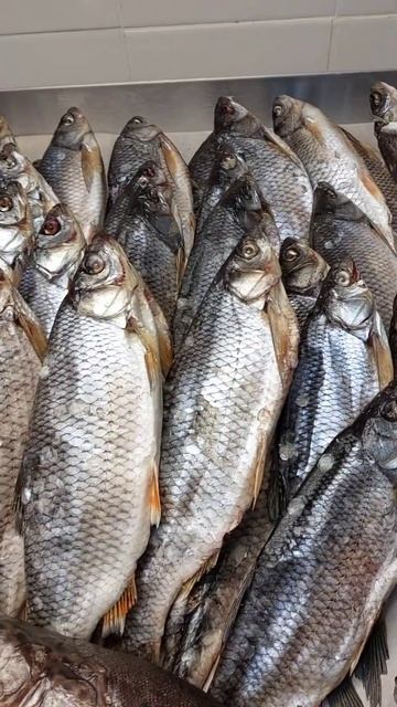 Нельма, Чир, Чебак🐟 все самое вкусное и лучшее для Вас😉 #азбукасевера #нельма #чир #чебак