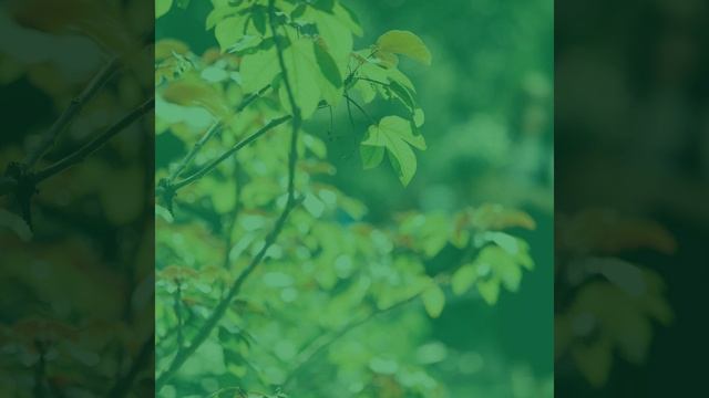 Мечты (Кофейни) смотреть онлайн