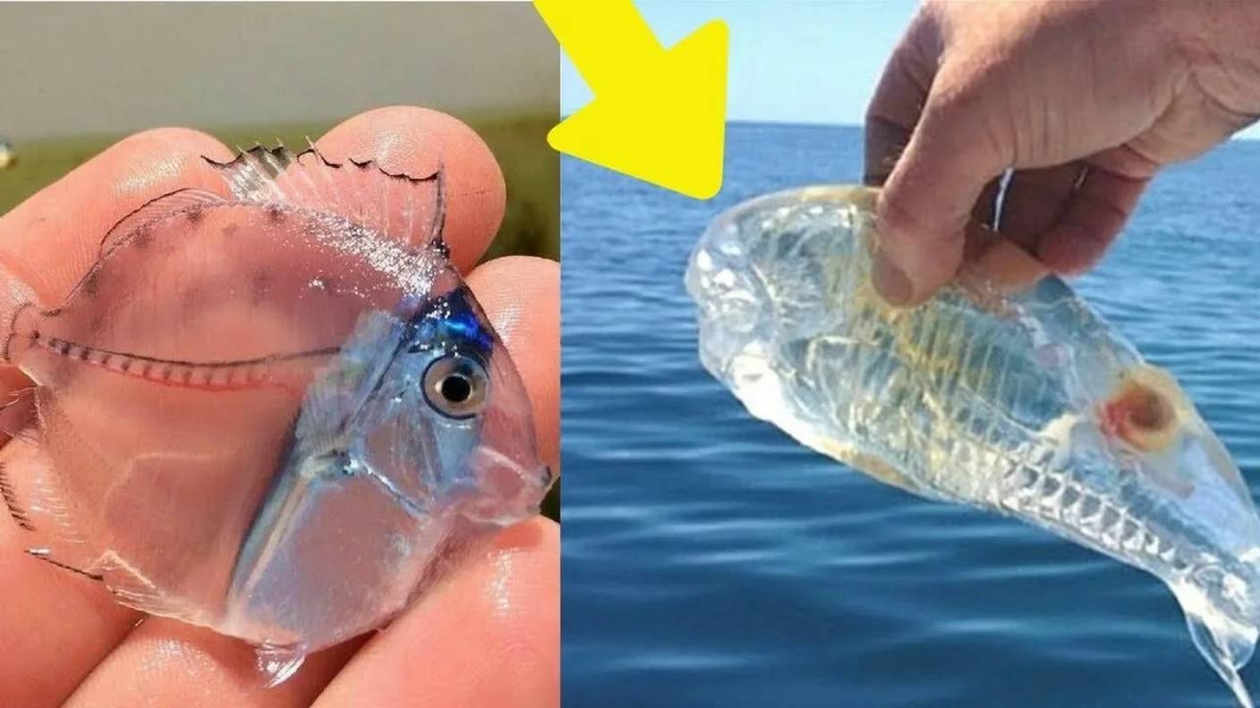 Поразительные прозрачные животные! Они как будто из стекла... смотреть онлайн