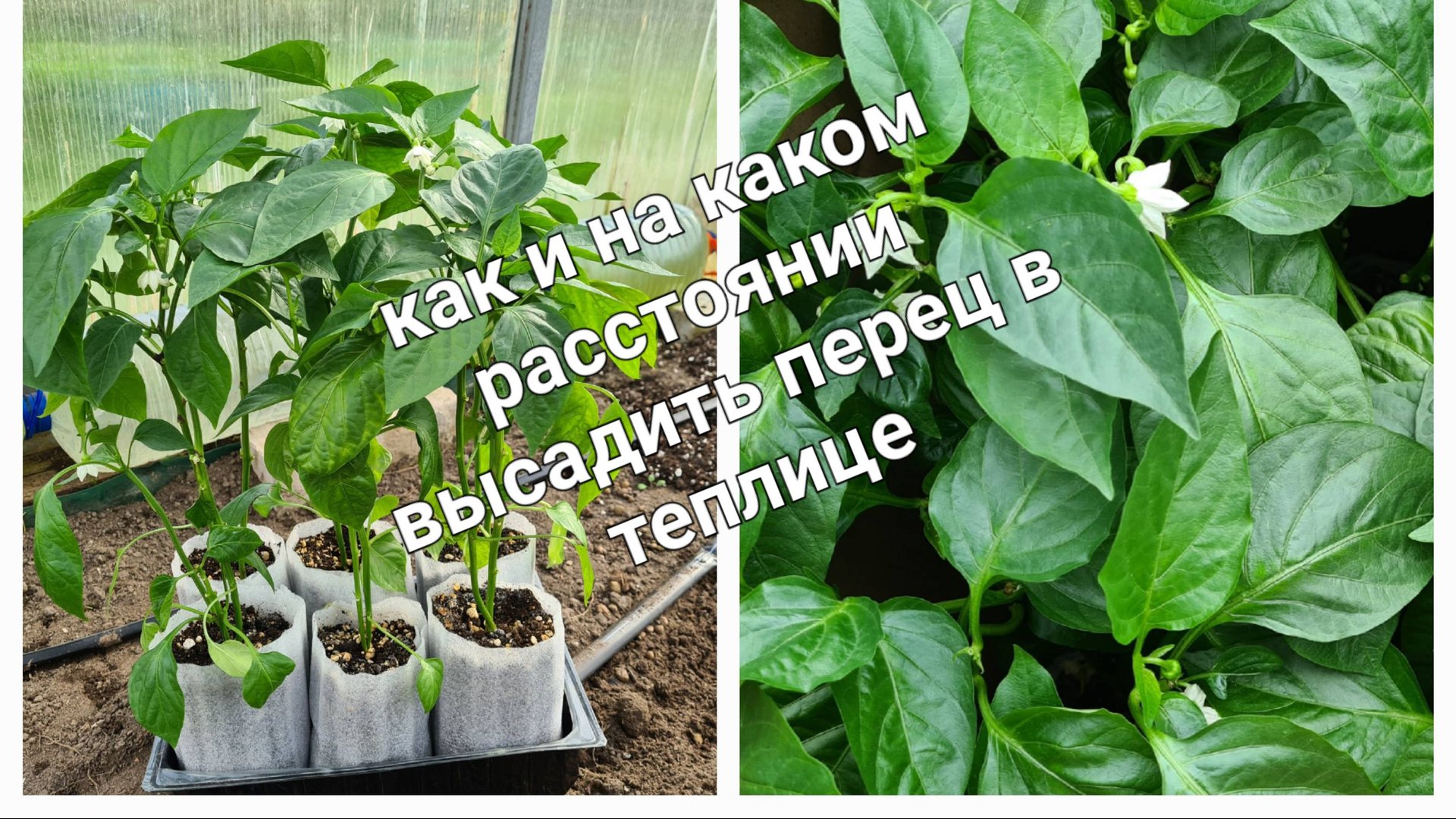 Перец - как и на каком расстоянии высадить рассаду. смотреть онлайн