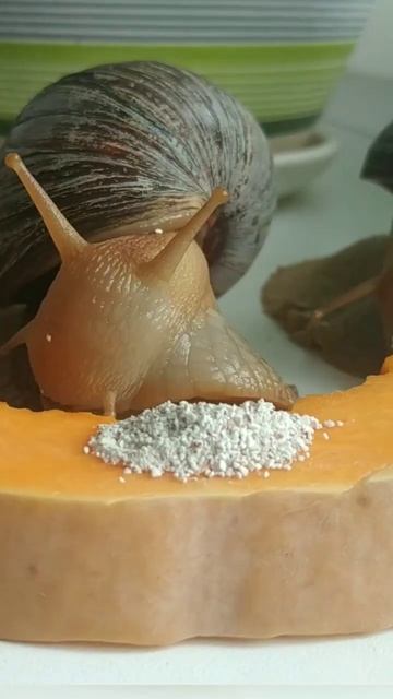 #snail #food #yummy #shortsfeed 😂 смотреть онлайн