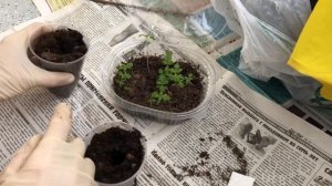 Пикировка тонколистных бархатцев