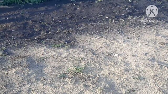 ПОКАЗАЛА ВО ЧТО САЖУ ВИКТОРИЮ 🍓🍓🍓моя большая КАПУСТА 🥦НОВАЯ УХОДОВАЯ КОСМЕТИКА. смотреть онлайн