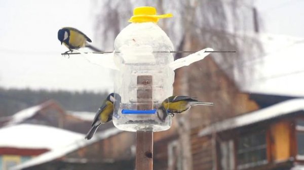 Птичья столовая