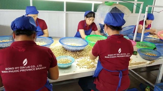 Cashew Kernel Sorting Process | ядра кешью экспорт _ TONY SHGL смотреть онлайн