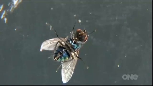 Fair Go TV1 show, fly spray busted by Paul Snell смотреть онлайн