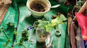 Рассаживаю пасынки огурца Подарок F1 (Поиск).