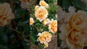 Роза CAFÉ (КАФЕ) 🐝26.05.24🥰👍