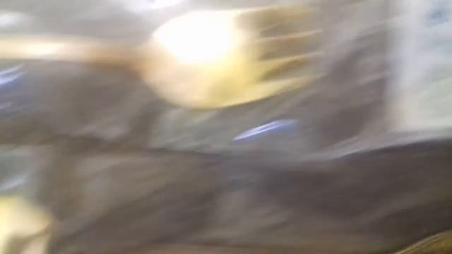 Вилка для торта Арт. МП-708121 Нейзильбер Золото 0,036 Таллинн Ювээл смотреть онлайн