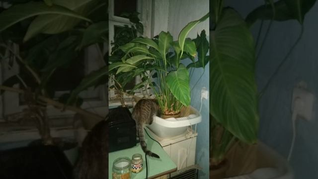 Дымка и её мама Люся. Как росла Дымка. Мой волшебный фамильяр и подруга. смотреть онлайн