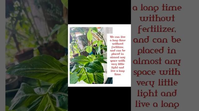 Some interesting facts about Syngonium #shorts #youtubeshorts #plantlife #plantcare смотреть онлайн