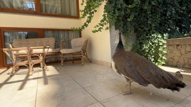 Санаторий Айвазовское. 28 июля 2024 года. Партенит, Крым. смотреть онлайн