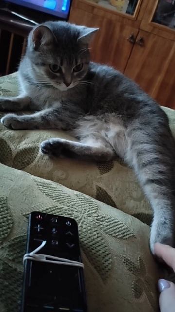 Не трогай мою лапу! Барса не хочет играть! смотреть онлайн