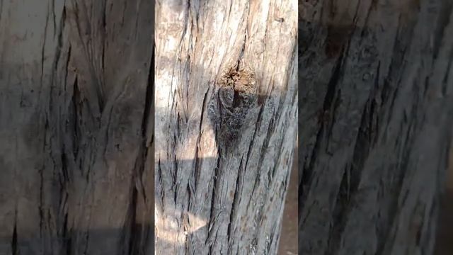 Поющие Цикады много Пицунда курорт Пицунда смотреть онлайн