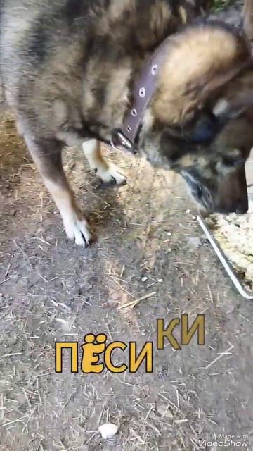 #собаки #собака #друг #еда #животные #рекомендации #топ #shorts смотреть онлайн