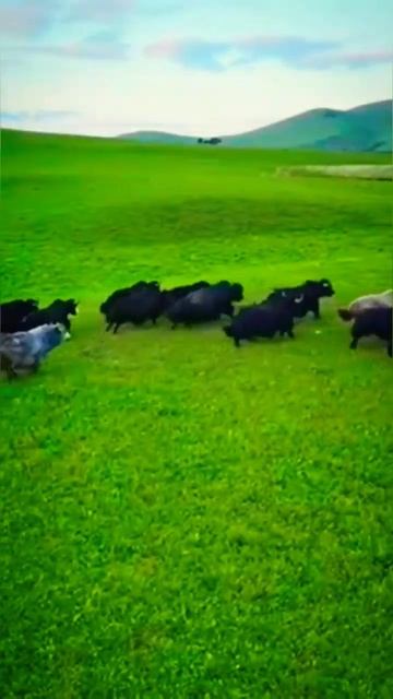 Яки 🐂🐂🐂 смотреть онлайн
