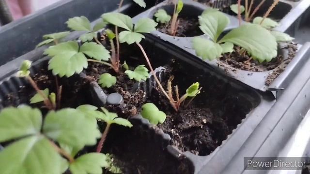 Мясо в духовке. Быстро и просто. Рассада земляники смотреть онлайн