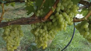 Виноград кишмиш столетие.