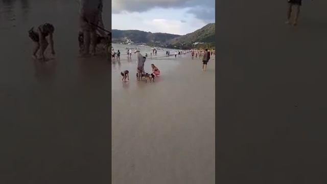 Собаки на пляже смотреть онлайн