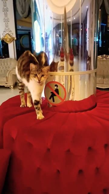 süße #katze die im türkischen hotel lebt смотреть онлайн