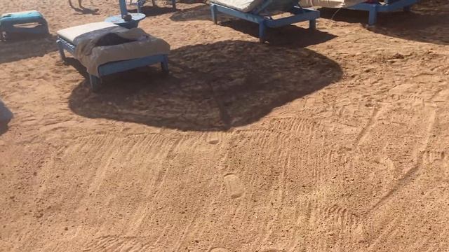 ОБЗОР REHANA ROYAL  BEACH RESORT&SPA.EGYPET АВГУСТ 2024