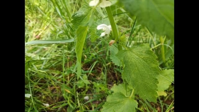 Глуха кропива біла - (лат. Lamium Album)