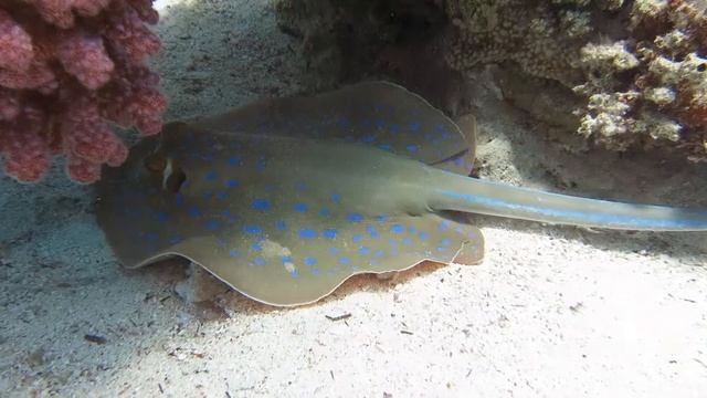 LutskDivers Хургада 2017 1 смотреть онлайн