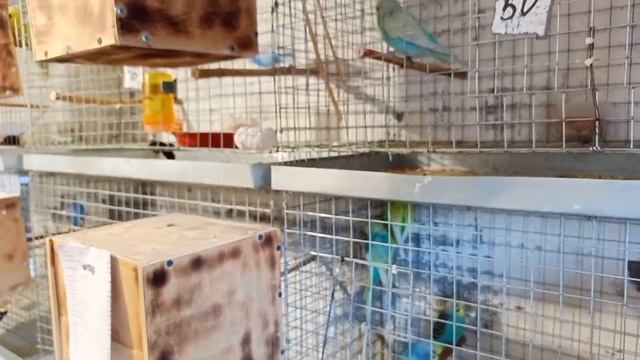 продолжаем стрим пробный смотреть онлайн